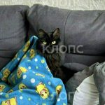 14-летняя калининградка долго измывалась над кошкой соседей из-за конфликта с ними
