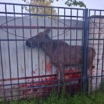 Лосёнок истек кровью под Янтарным