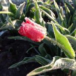 Ночные заморозки продлятся в Калининградской области еще неделю