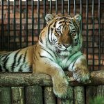 Годовалого амурского тигра Жигера передадут в Калининградский зоопарк