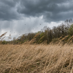 Вечером в субботу ветер в Калининградской области усилится до 20 метров в секунду